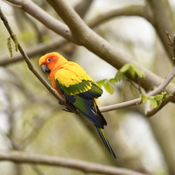 Faune ordinaire / regards croisés